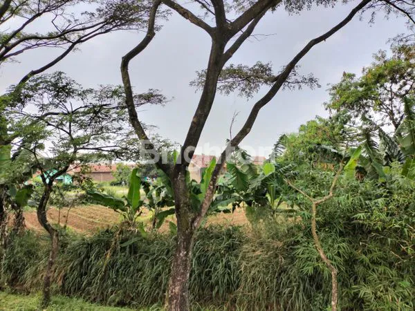 image JUAL TANAH BERKELAS  (5)