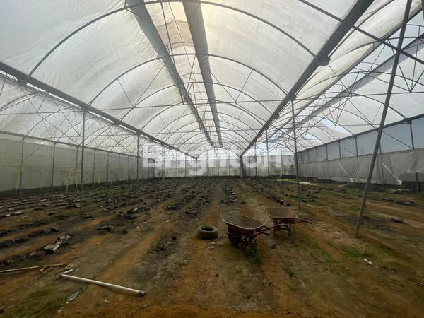 image TANAH GREEN HOUSE DI DESA PUNGGING PASURUAN (2)