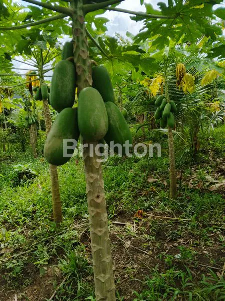 image DIJUAL TANAH DENGAN LOKASI SANGAT STRATEGIS DAN MURAH DI JALAN RAJAWALI KELURAHAN PENDEM  JEMBRANA BALI (4)