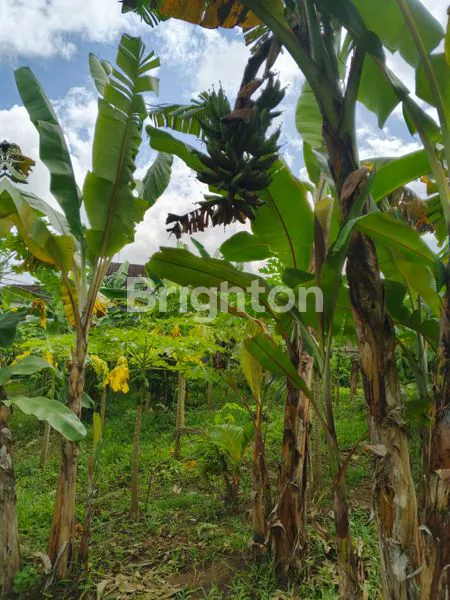 image DIJUAL TANAH DENGAN LOKASI SANGAT STRATEGIS DAN MURAH DI JALAN RAJAWALI KELURAHAN PENDEM  JEMBRANA BALI (6)