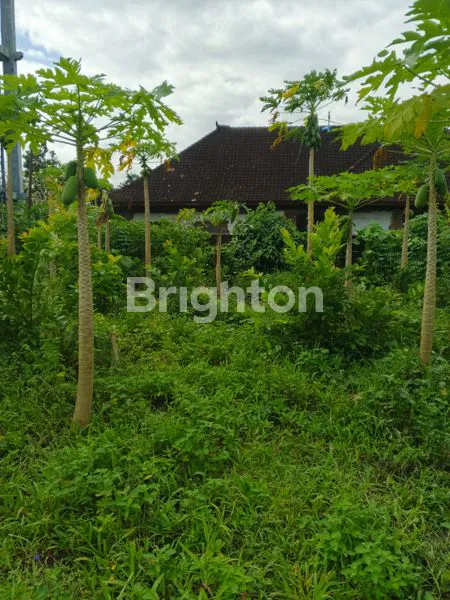 image DIJUAL TANAH DENGAN LOKASI SANGAT STRATEGIS DAN MURAH DI JALAN RAJAWALI KELURAHAN PENDEM  JEMBRANA BALI (7)
