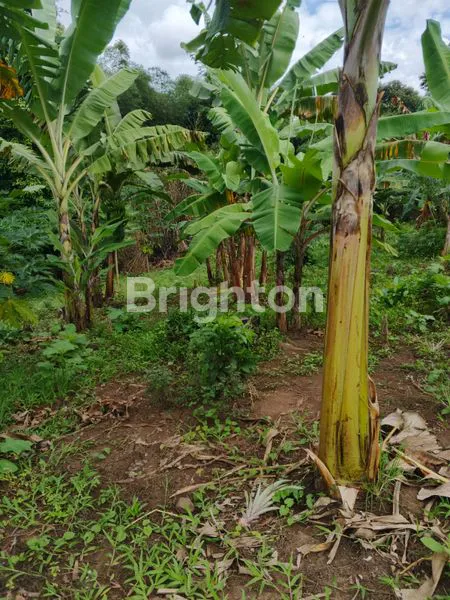 DIJUAL TANAH DENGAN LOKASI SANGAT STRATEGIS DAN MURAH DI JALAN RAJAWALI KELURAHAN PENDEM  JEMBRANA BALI