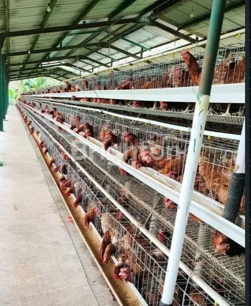 DI JUAL KANDANG AYAM, DI PATI, JAWA TENGAH
