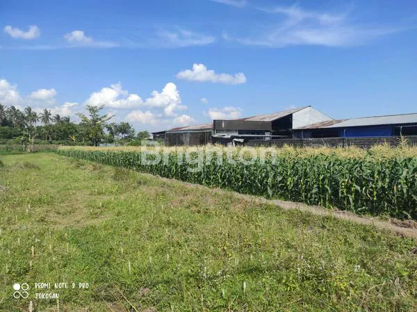 image TANAH SAWAH AREA KETARON, TAMANAGUNG, MUNTILAN. (4)