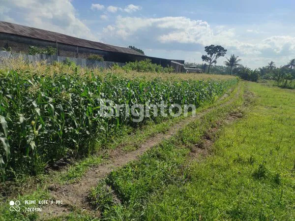 image TANAH SAWAH AREA KETARON, TAMANAGUNG, MUNTILAN. (6)