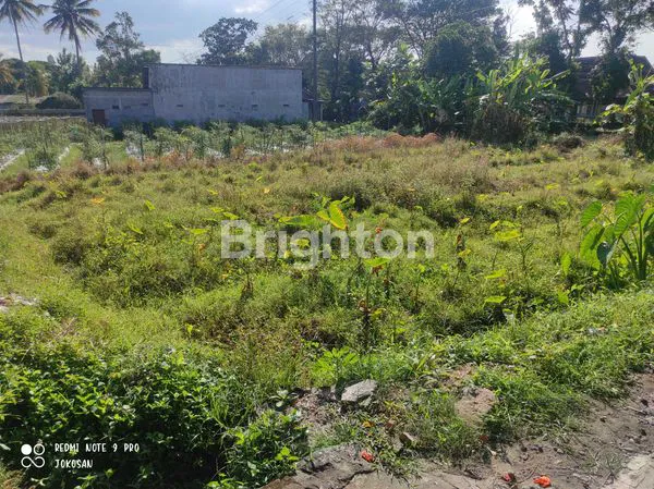 TANAH SAWAH DAERAH TEJOWARNO, TAMANAGUNG, MUNTILAN.