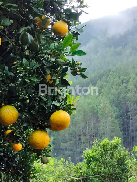 image VILLA MARIBAYA CIBODAS LEMBANG INVESTASI UNTUNG (4)