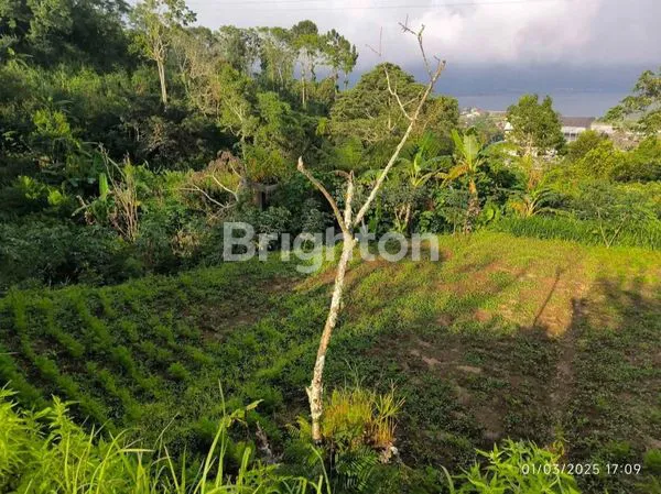 image TANAH 660 METER VIEW DANAU BERATAN – HARGA ISTIMEWA! (2)