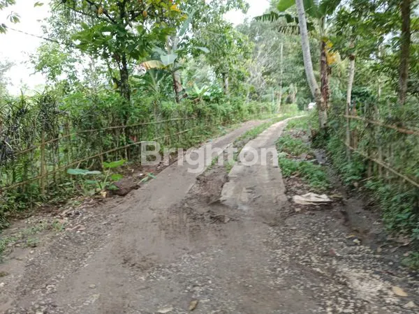image KAVLING DURIAN MUSANGKING- INVESTASI MENGGUNTUNGKAN DI TABANAN BALI (5)