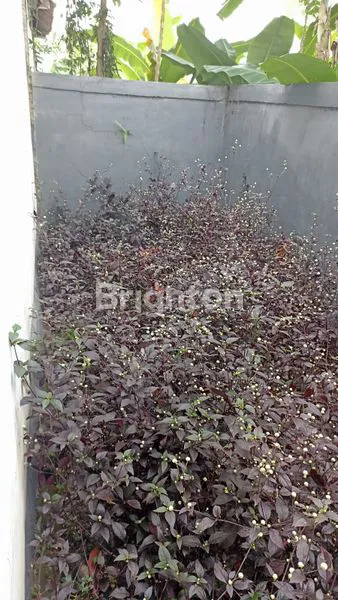 image RUMAH ASRI HARGA MURAH  (8)