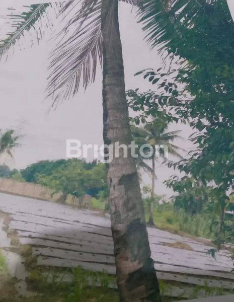 image TANAH MT.HARYONO ,BINJAI (2)