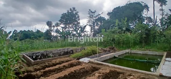 image TANAH KEBUN DI PONCOKUSUMO KAB. MALANG (2)