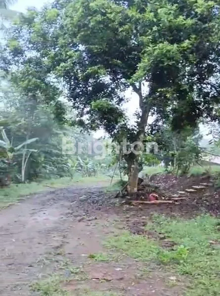 image JUAL CEPAT TANAH MATANG (KEBUN) LT. 11.196 M² – MAIN ROAD DAWUAN - KALIJATI, SUBANG (5)