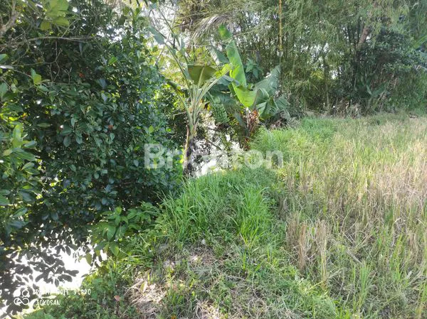 image TANAH SAWAH PINGGIR JALAN DENGAN VIEW PEGUNUNGAN (5)