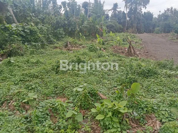 image TANAH KAVLING SIAP BANGUN COCOK UNTUK VILLA, PERUMAHAN ZONA KUNING DI BONGAN TABANAN (4)