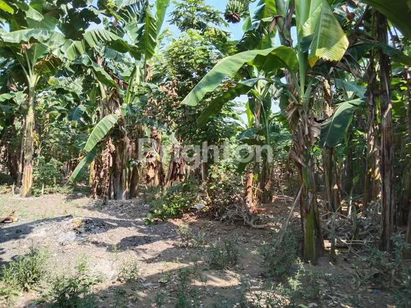 image PEKARANGAN KALIURANG KM 6, DEKAT UGM, COCOK UNTUK KOST KOS  (3)