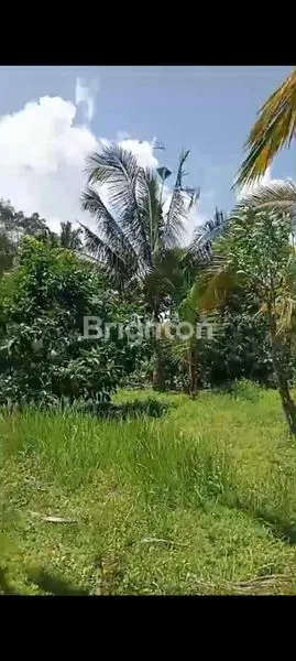 TANAH KECAMATAN SELEMADEG BARAT