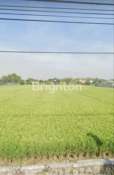 image TANAH SAWAH BISA BUAT USAHA KAVLING. (1)