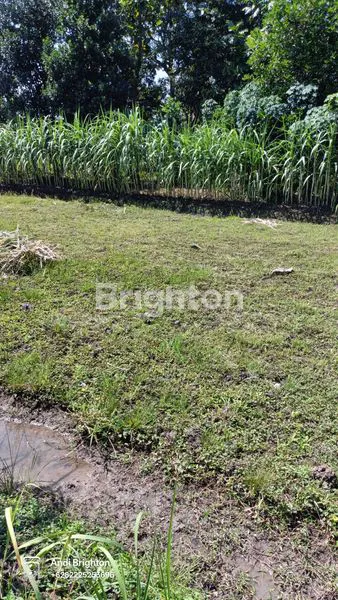 image TANAH STRATEGIS SIAP BANGUN DI SENTUL TEMBELANG JOMBANG (5)