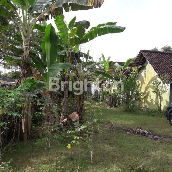 image TANAH DESA SEMBUNG, KARANG JATI DEKAT PASAR TALOK, NGAWI  (2)