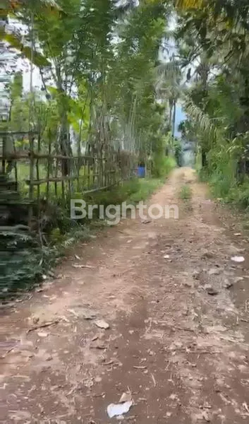 image IN THE MIDDLE OF PAYANGAN UBUD.  (2)