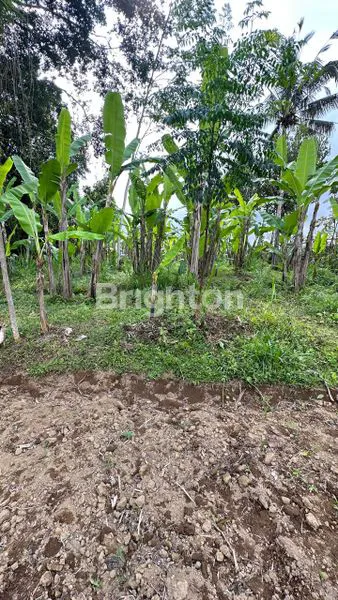 image IN THE MIDDLE OF PAYANGAN UBUD.  (1)