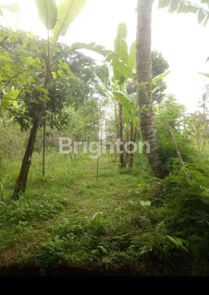 image IN THE MIDDLE OF PAYANGAN UBUD.  (4)