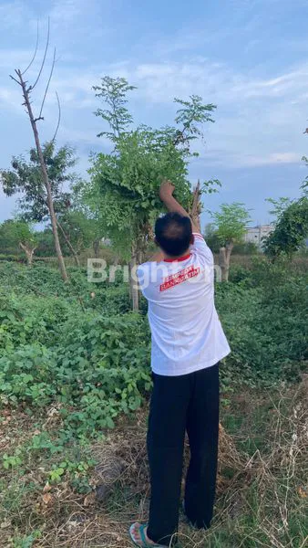 LAHAN KOSONG, UNTUK RUMAH TINGGAL JUGA USAHA COST²AN