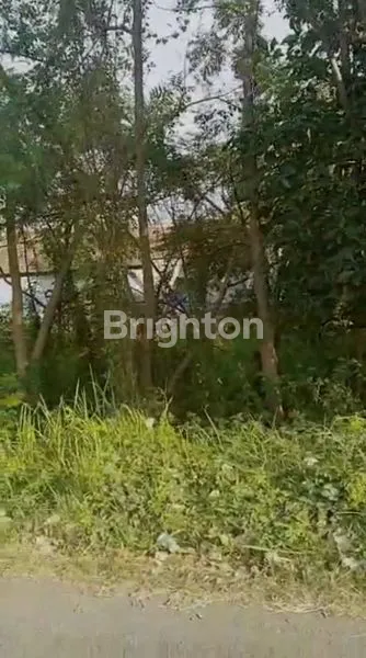 image TANAH STRATEGIS DI NOL JALAN DESAKEDUNG REJO (3)