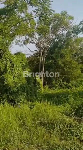 image TANAH STRATEGIS DI NOL JALAN DESAKEDUNG REJO (5)