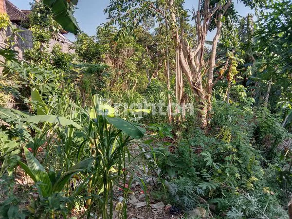 image TANAH DI JALAN TOYA NING 1 DENGAN LUAS 11 ARE ATAU 1.100 M² (4)