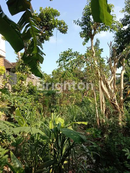 image TANAH DI JALAN TOYA NING 1 DENGAN LUAS 11 ARE ATAU 1.100 M² (5)