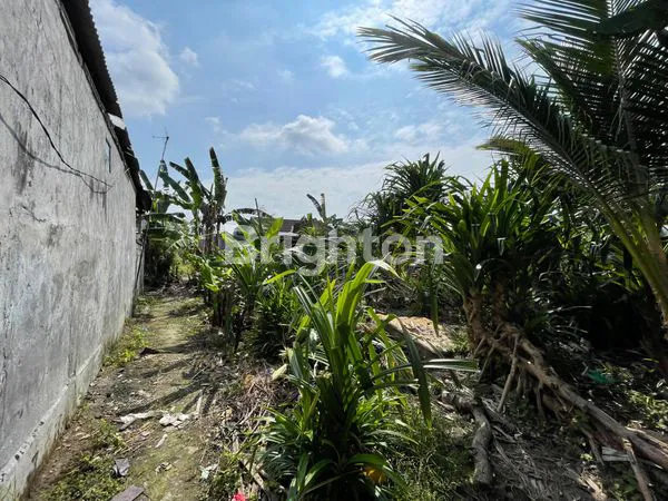 image TANAH 25 ARE ARE SUBAK DALEM GATSU TENGAH  (5)