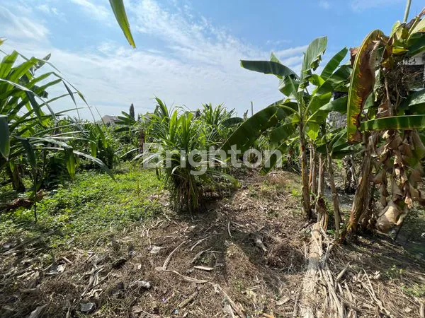 image TANAH 25 ARE ARE SUBAK DALEM GATSU TENGAH  (3)