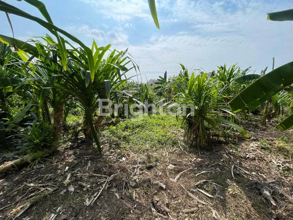 image TANAH 25 ARE ARE SUBAK DALEM GATSU TENGAH  (4)