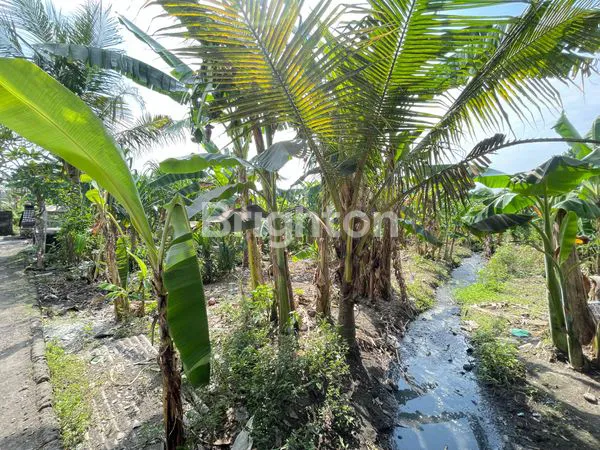 image TANAH 25 ARE ARE SUBAK DALEM GATSU TENGAH  (2)