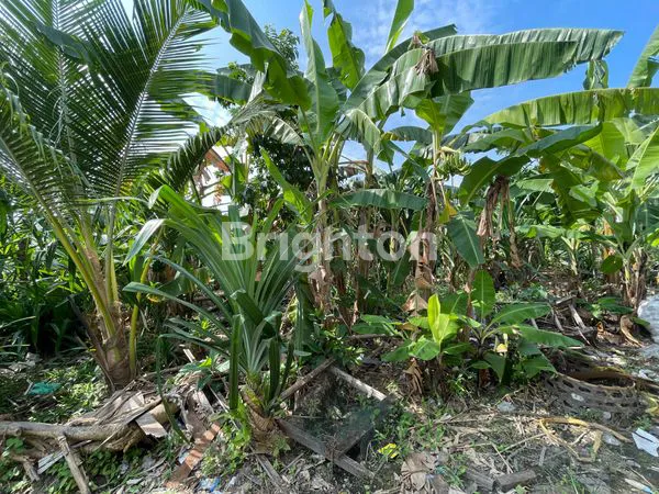 image TANAH 25 ARE ARE SUBAK DALEM GATSU TENGAH  (7)