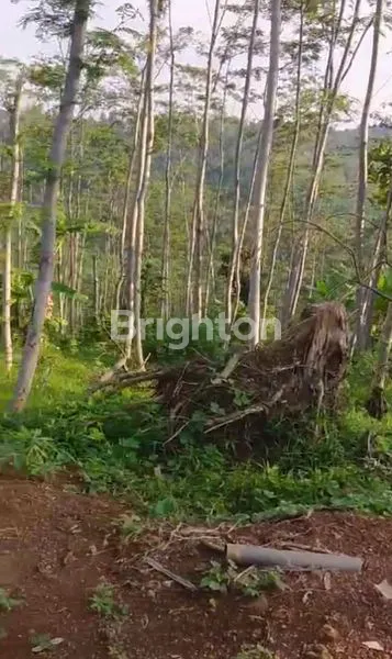 image TANAH DI JOMBANG (1)