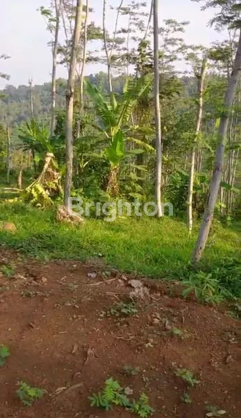 image TANAH DI JOMBANG (2)