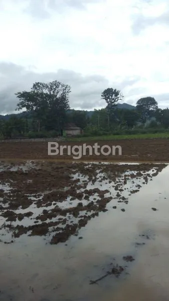 TANAH SAWAH SIAP PRODUKSI  SELOGIRI KAB WONOGIRI SOLO