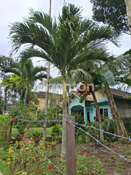 image RUMAH DAN TANAH MURAH LETAK DEKAT JALAN POROS SOEKARNO HATA (3)