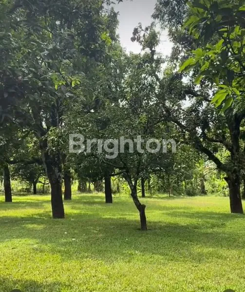 image CAFE DAN KEBUN MANGGA (1)