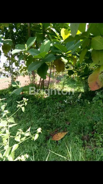 image DIJUAL CEPAT! TANAH STRATEGIS 540 M² DI CIWARU – KOTA BANDUNGDENGAN HARGA DI BAWAH PASARAN! BISA NEGO SAMPAI DEAL (3)