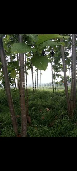 image DIJUAL CEPAT! TANAH STRATEGIS 540 M² DI CIWARU – KOTA BANDUNGDENGAN HARGA DI BAWAH PASARAN! BISA NEGO SAMPAI DEAL (1)