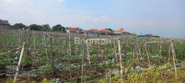 image JUAL MURAH SAWAH  (5)
