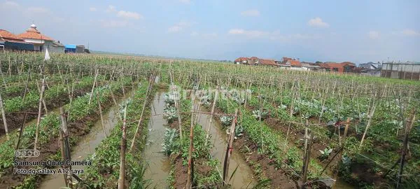 image JUAL MURAH SAWAH  (3)