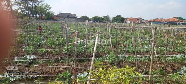 image JUAL MURAH SAWAH  (4)