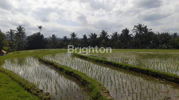 TANAH, KECAMATAN SELEMADEG BARAT
