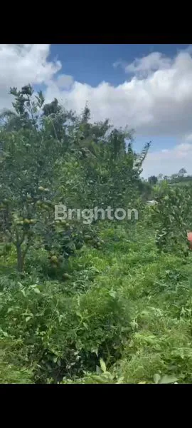 image TANAH KEBUN JERUK DI DAU (1)