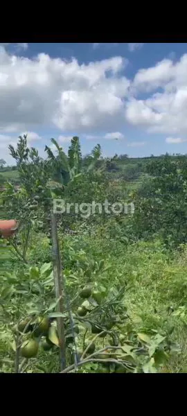 image TANAH KEBUN JERUK DI DAU (2)
